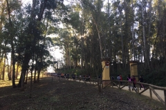 Pinares5